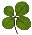 Lucky clover found near Buxton