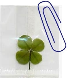 clover with paper Clip to show size