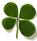 Lucky clover found near matlock