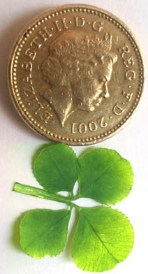 Clover with pound coin to show size